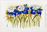 Iris Grandeur